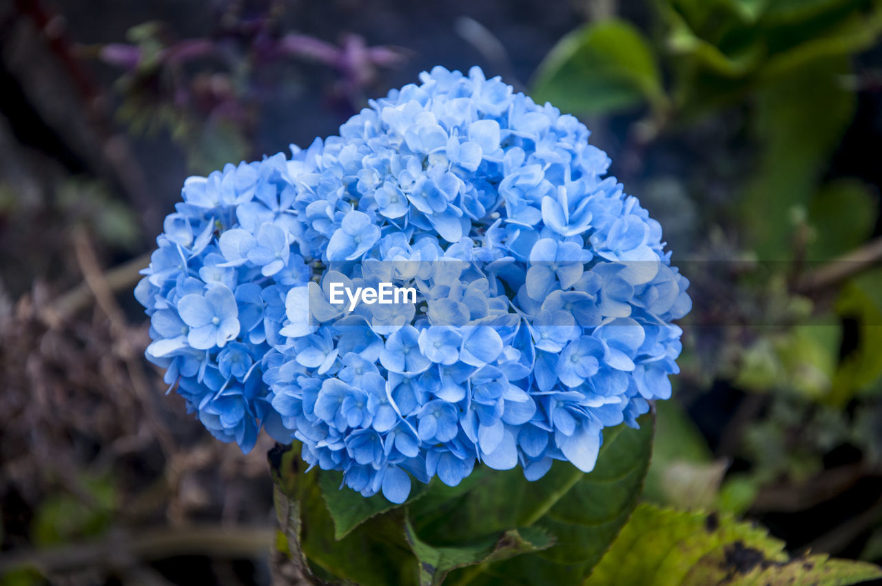 CLOSE-UP OF PURPLE HYDRANGEA FLOWERS