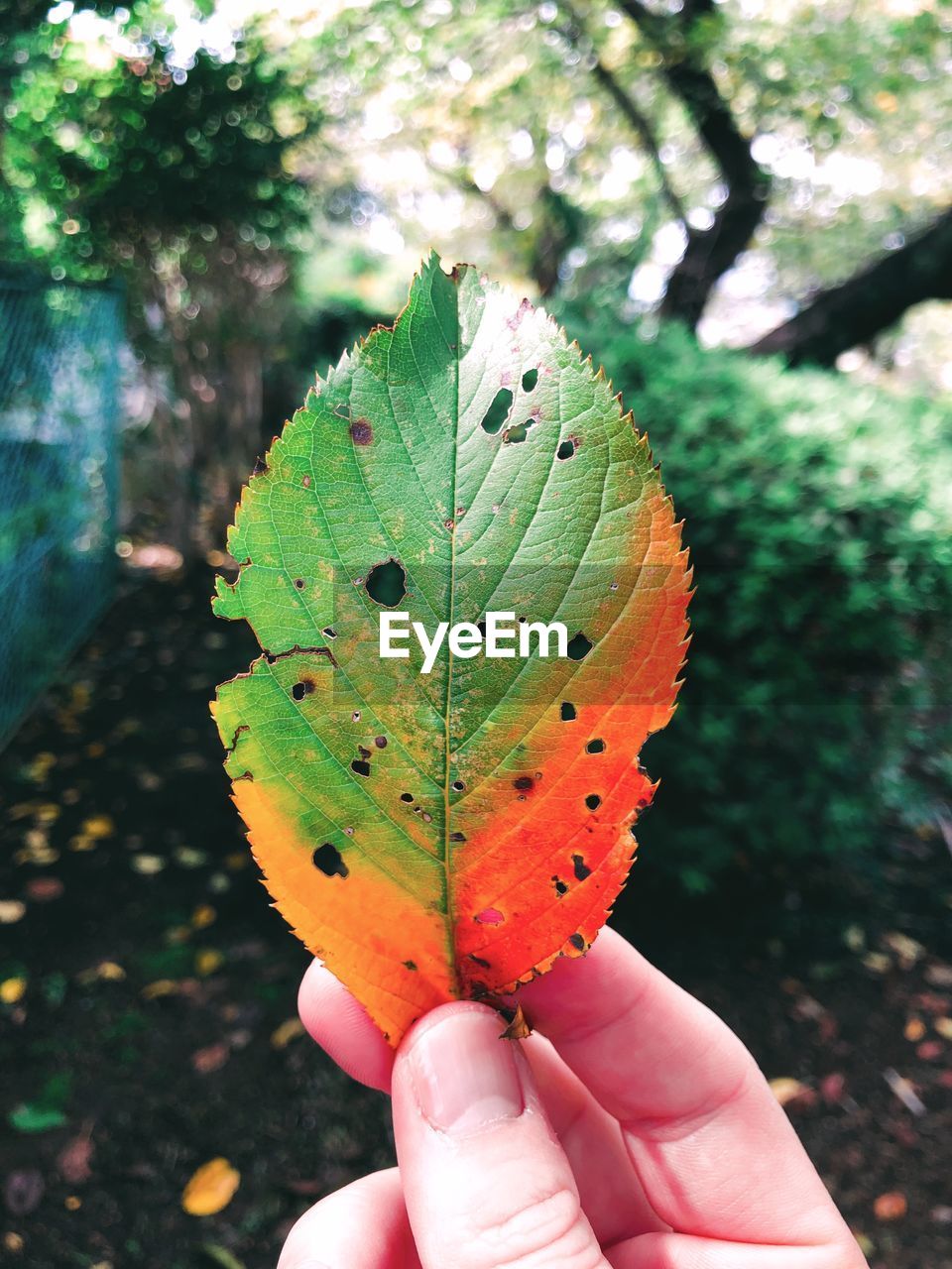 CLOSE-UP OF PERSON HOLDING LEAF