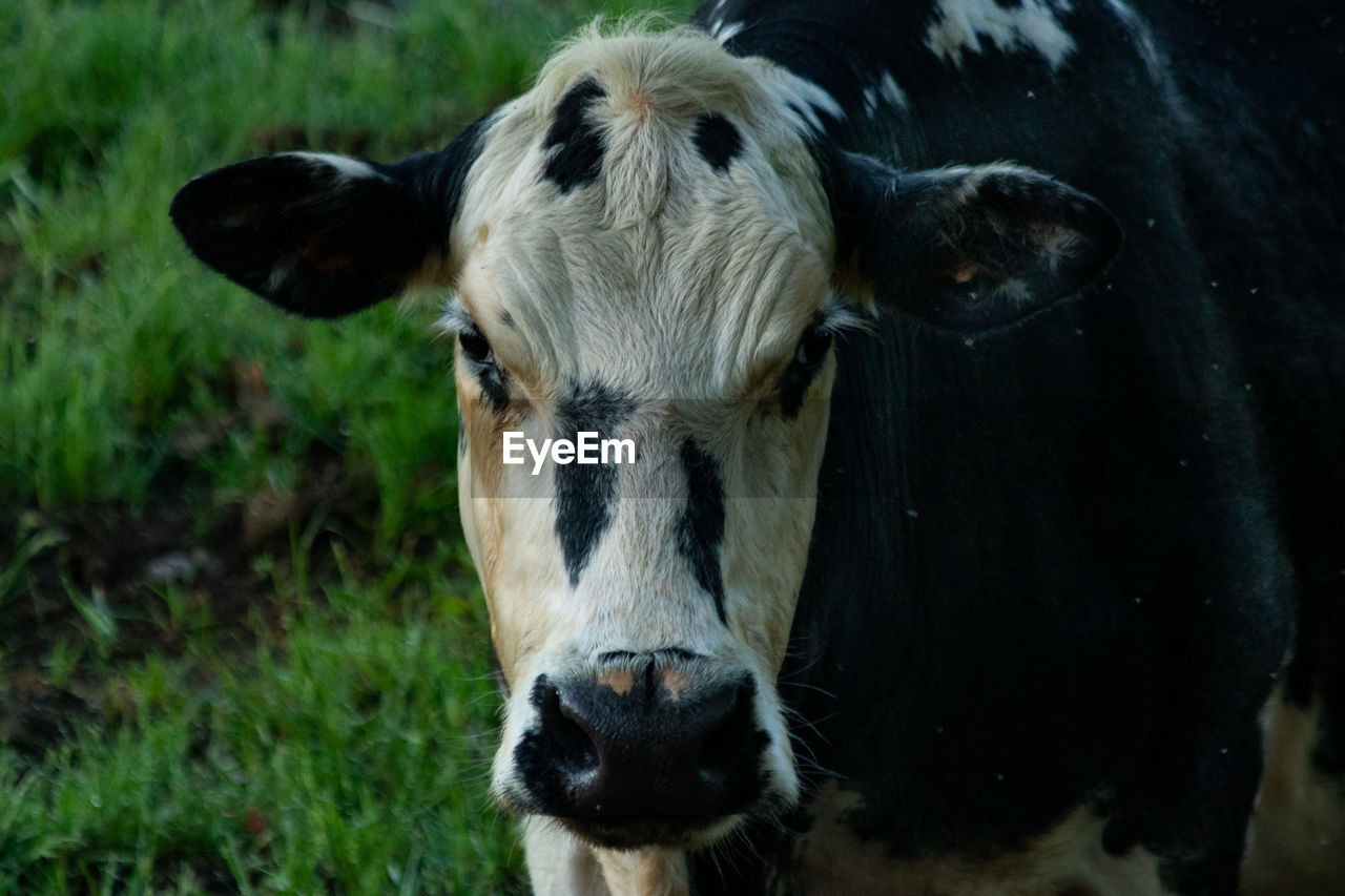 Close-up portrait of cow