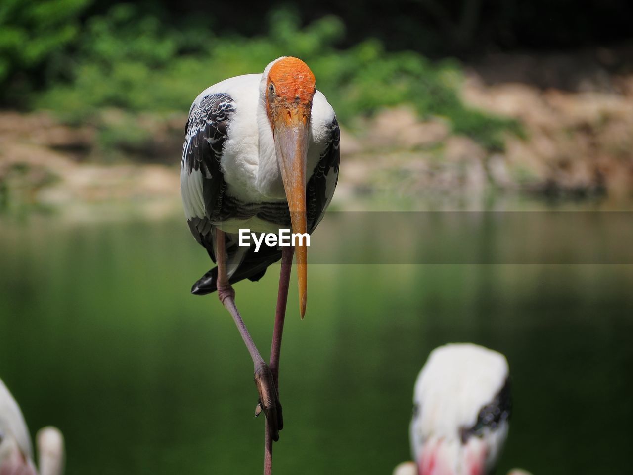 CLOSE-UP OF A BIRD PERCHING ON A LAKE