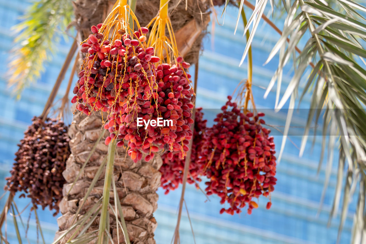 Delicious unripe dates on palm tree