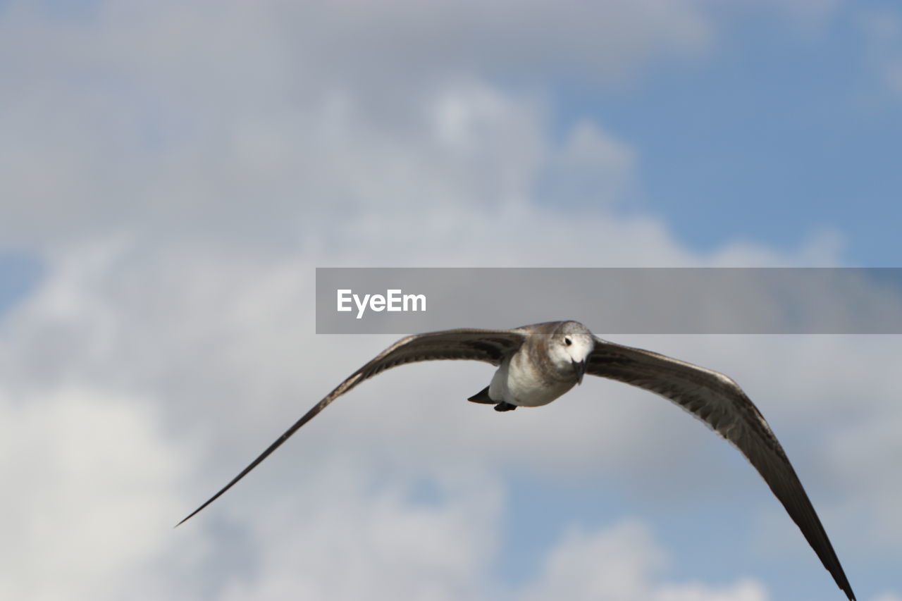 Low angle view of seagull flying