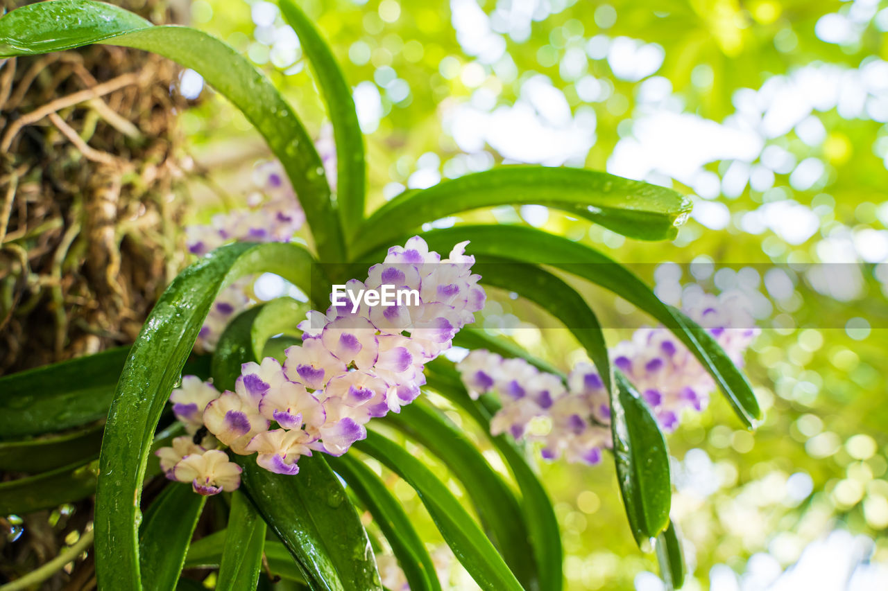 CLOSE-UP OF PINK FLOWERING PLANTS