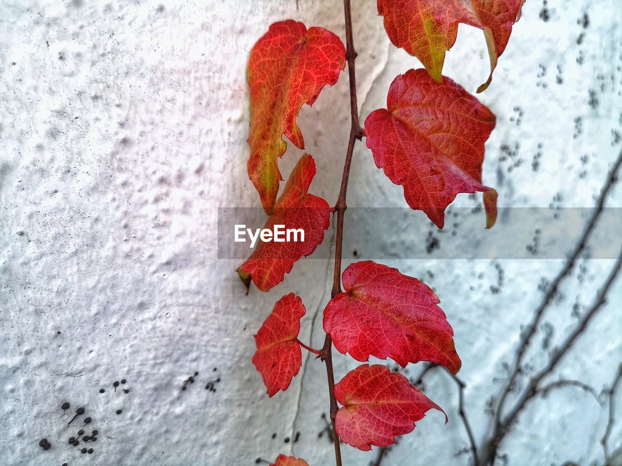 red, leaf, plant part, plant, close-up, nature, no people, autumn, day, petal, beauty in nature, wall - building feature, snow, outdoors, branch, tree, flower, macro photography, focus on foreground, winter, maple leaf, fragility, dry, textured, cold temperature
