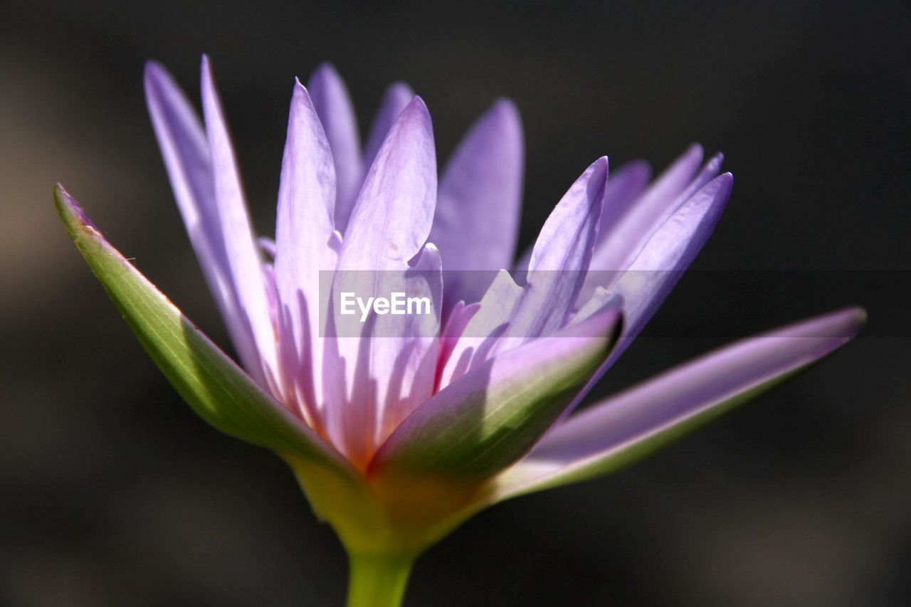 CLOSE-UP OF PURPLE CROCUS FLOWERS