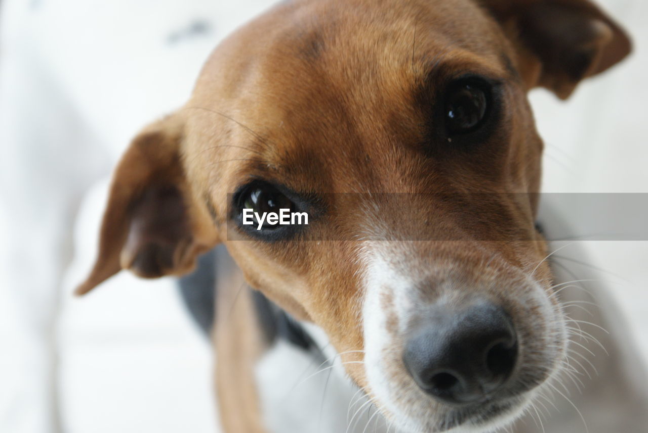 Portrait of dog at home