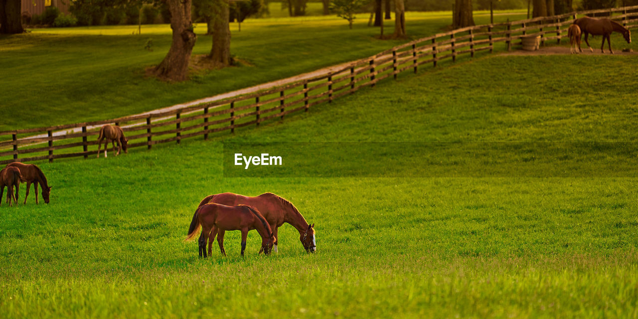 Horses gazing in a field at sunset.