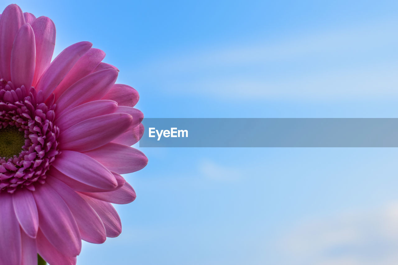 Close-up of pink flower against sky