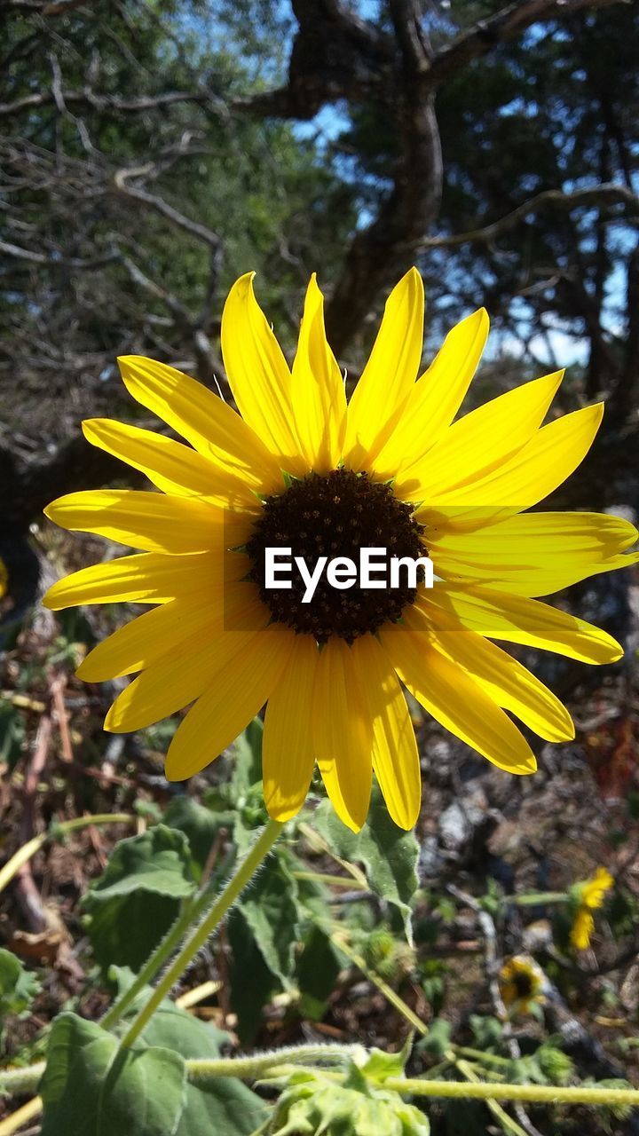 CLOSE-UP OF YELLOW DANDELION FLOWER BLOOMING IN FIELD