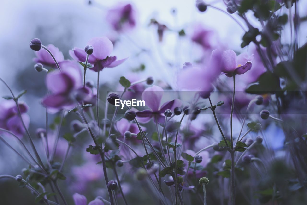 CLOSE-UP OF PURPLE FLOWERING PLANT