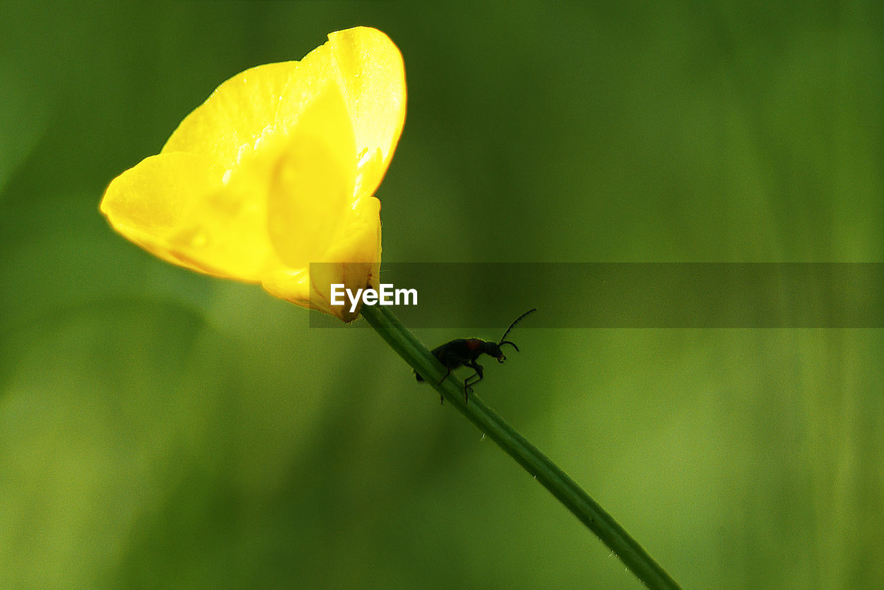 CLOSE-UP OF INSECT ON FLOWER