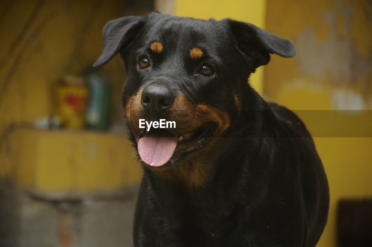 CLOSE-UP PORTRAIT OF DOG