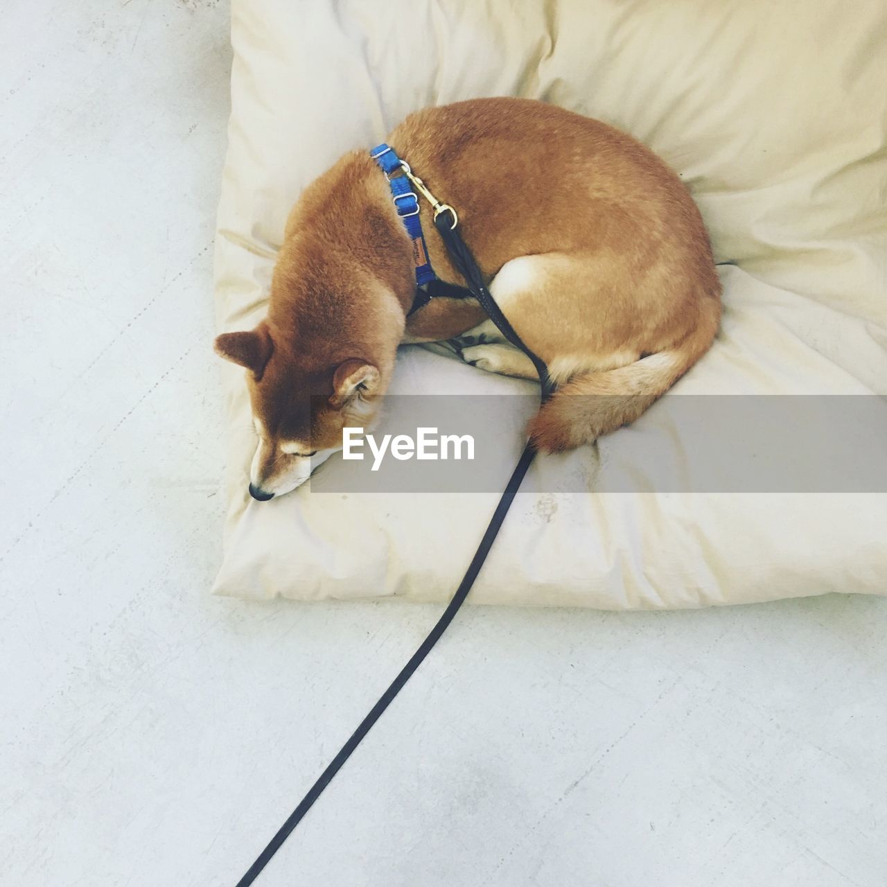 High angle view of dog resting on pet bed