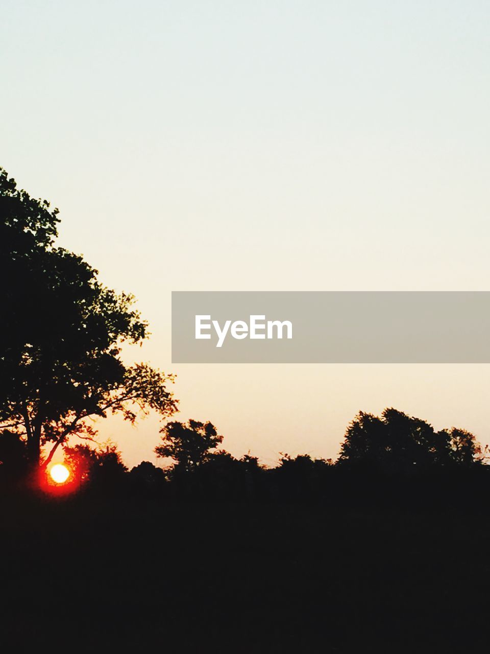 SILHOUETTE OF TREES AT SUNSET