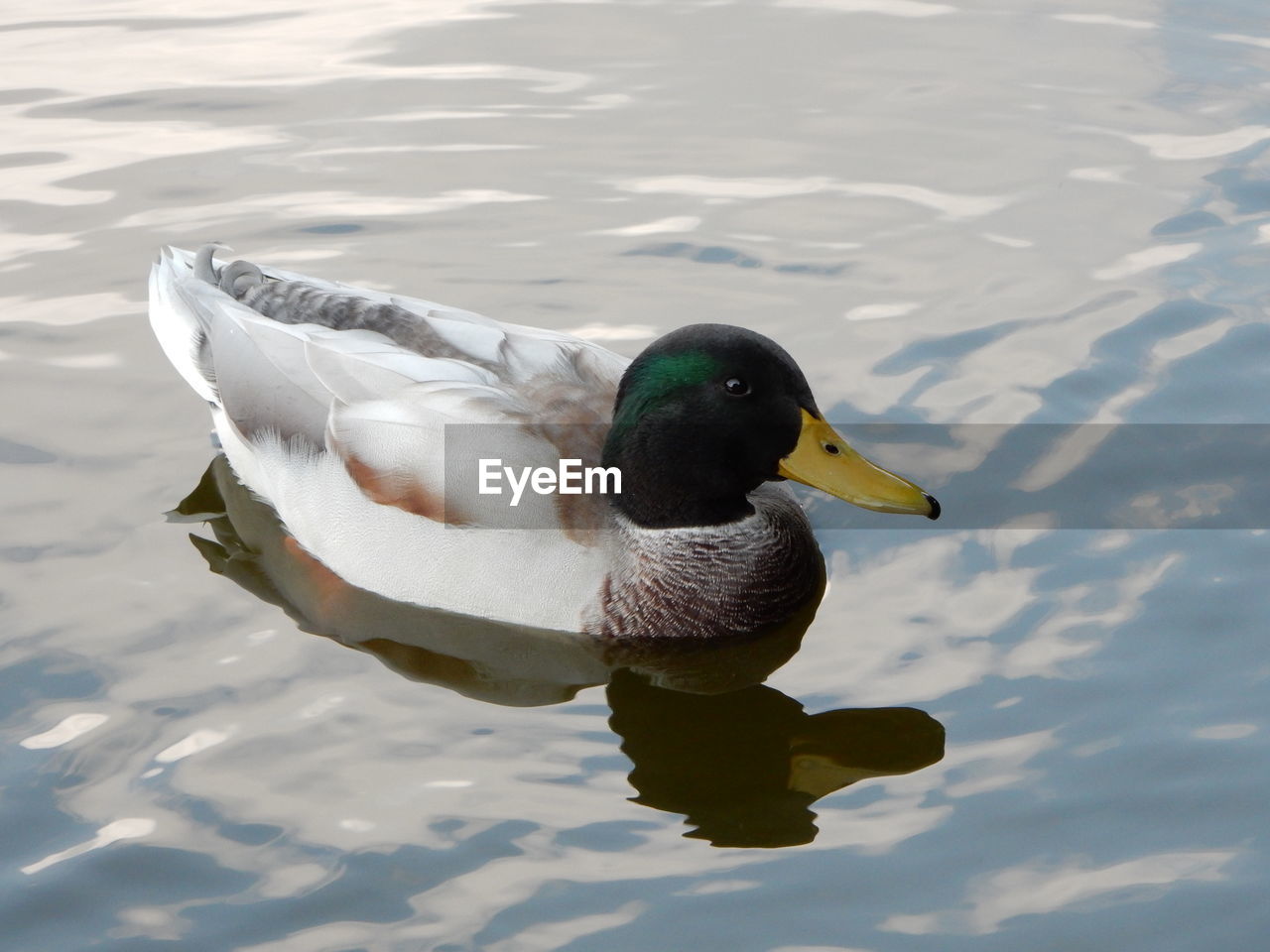 HIGH ANGLE VIEW OF DUCKS SWIMMING ON LAKE