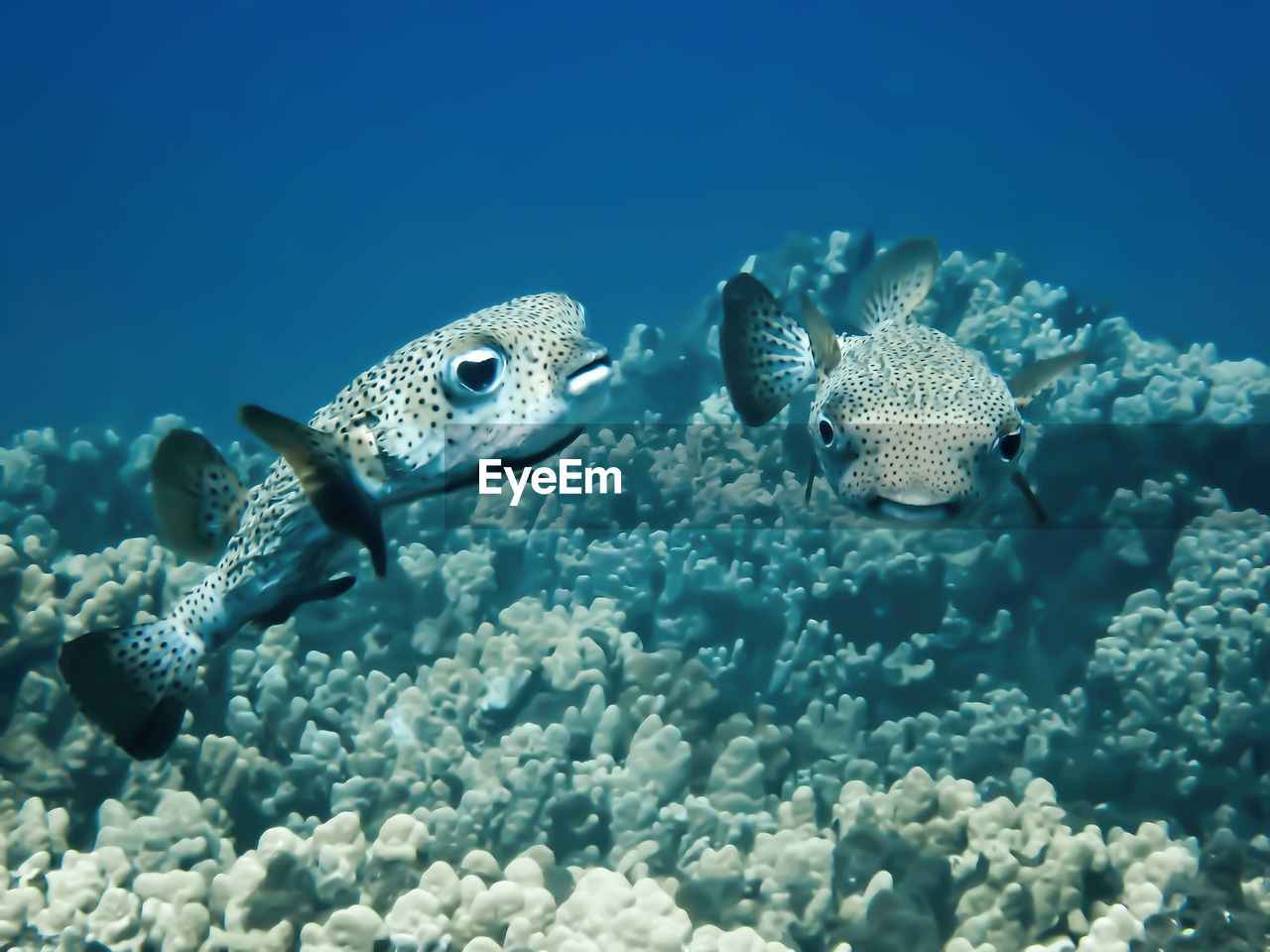 FISH SWIMMING UNDERWATER