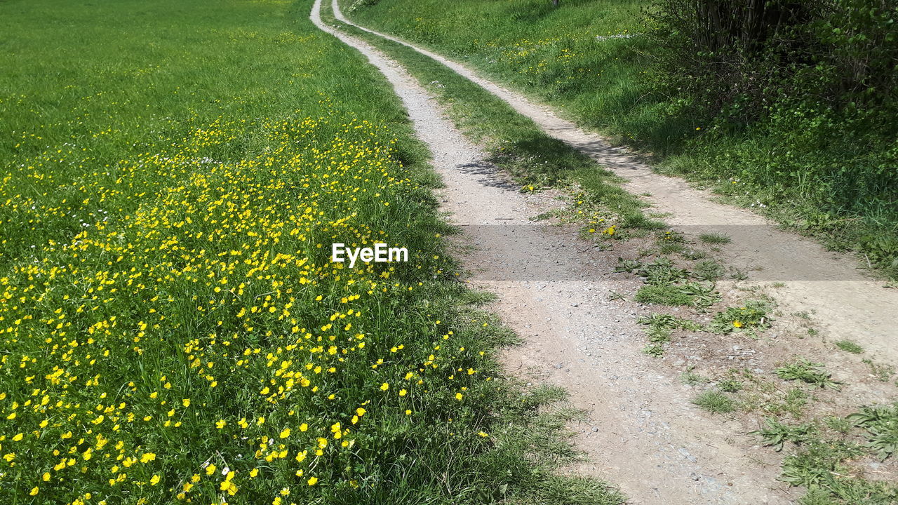 View of yellow flowering plants on land