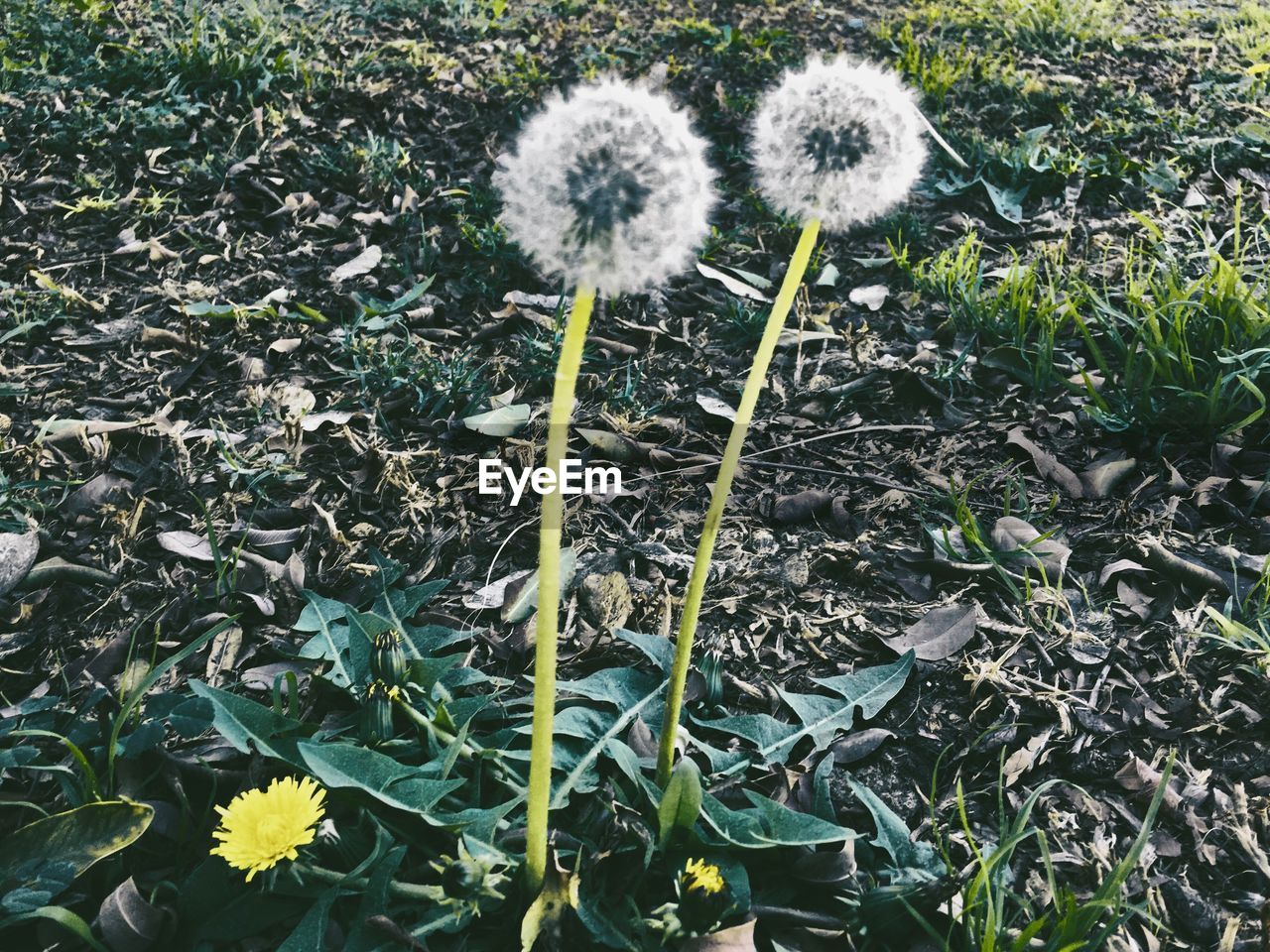 HIGH ANGLE VIEW OF FLOWERING PLANT ON FIELD