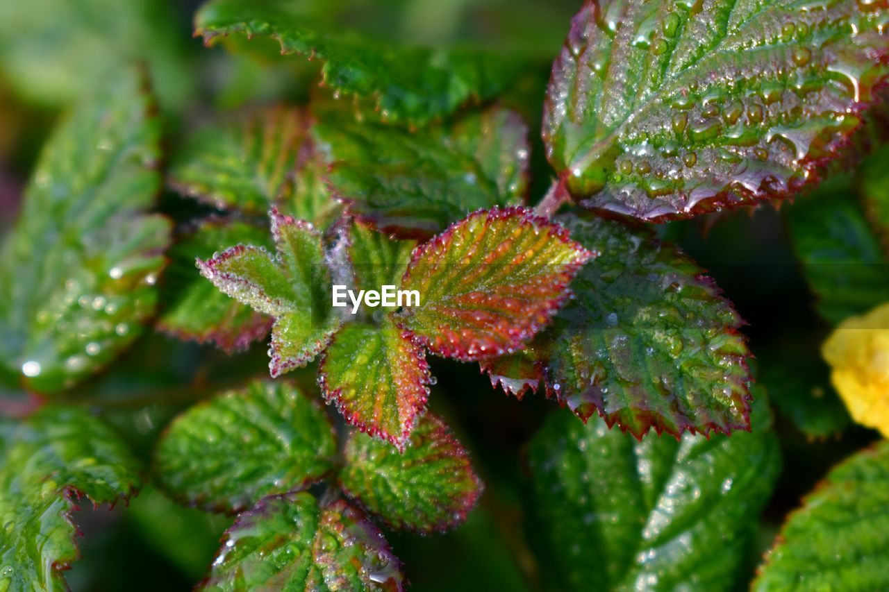 Close-up of wet plant leaves