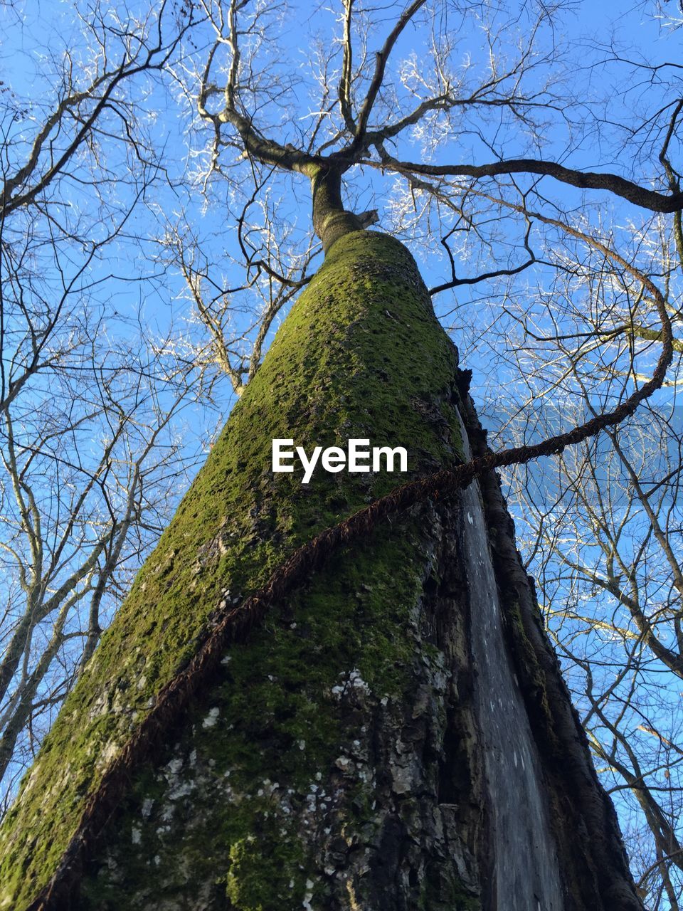 Low angle view of bare tree against blue sky