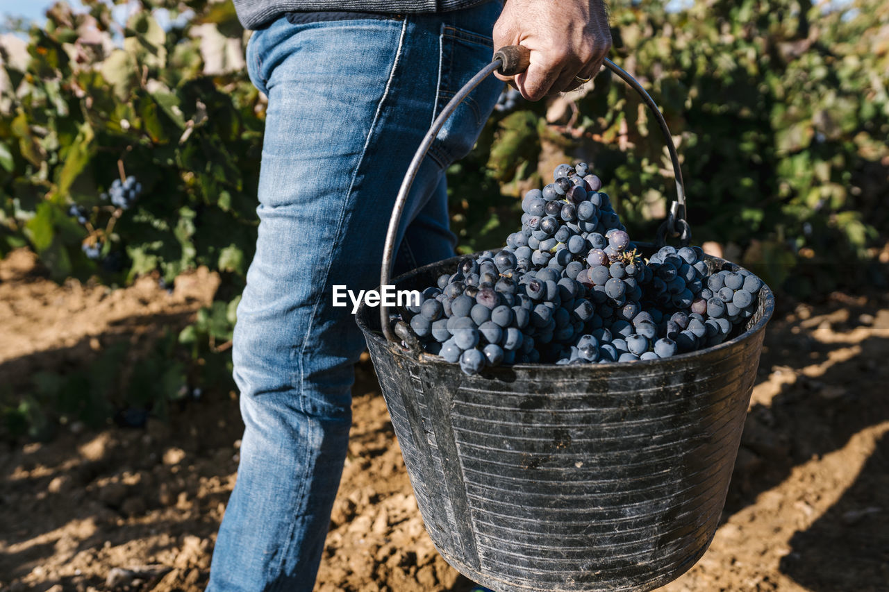 Man carrying bucket with black grapes while walking in harvest