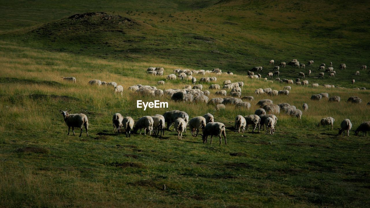 Horses grazing on field