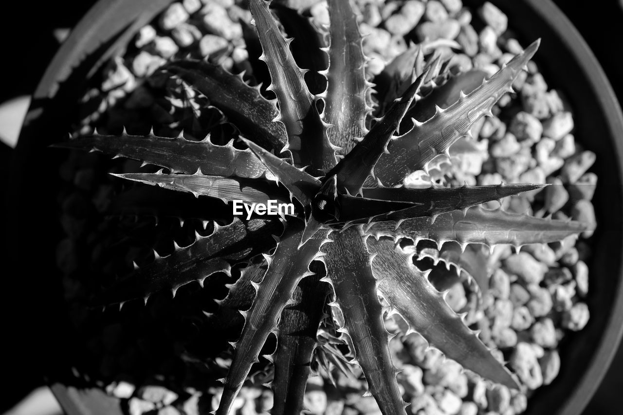 CLOSE-UP OF SUCCULENT PLANTS