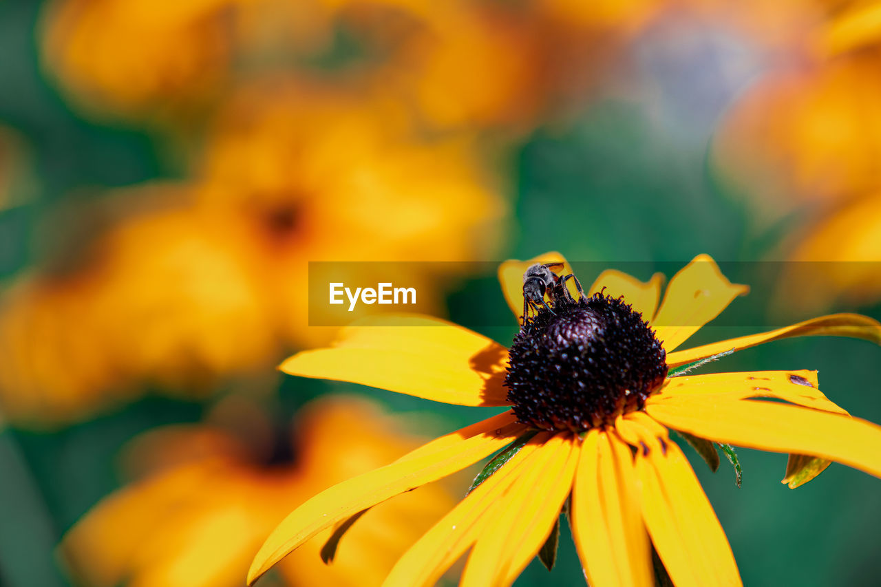 CLOSE-UP OF BUMBLEBEE ON YELLOW FLOWER