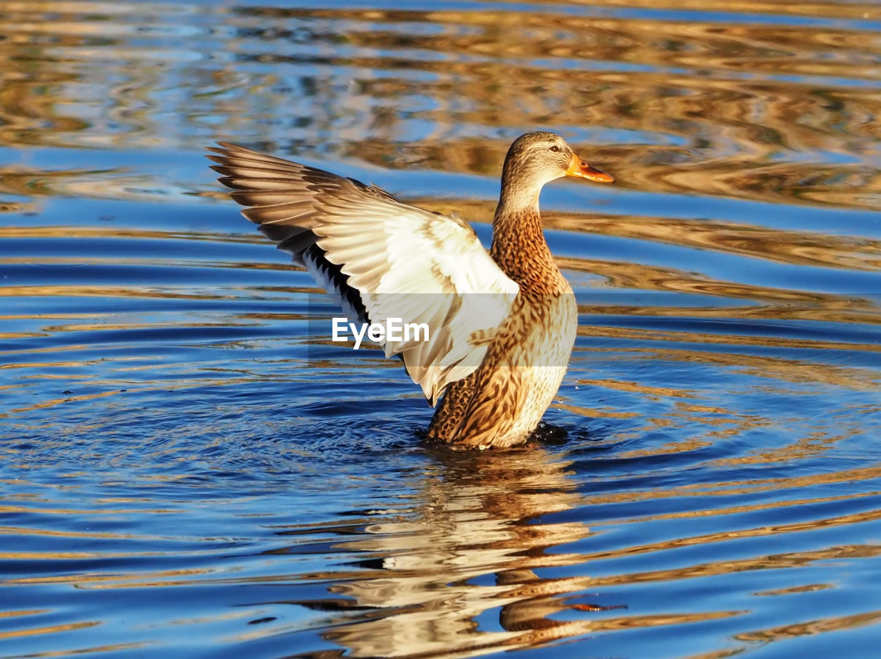 DUCK IN LAKE