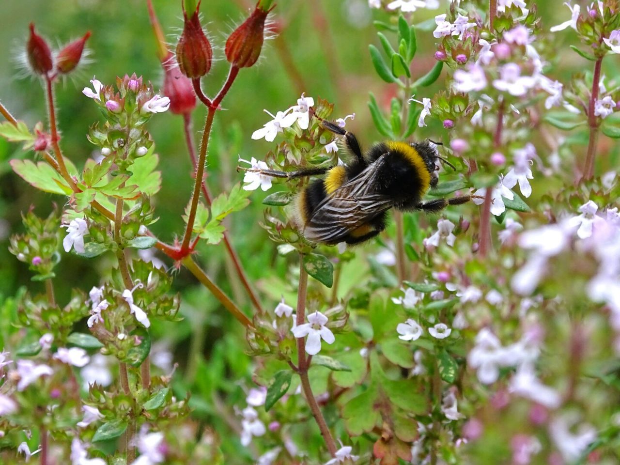 CLOSE-UP OF BEE POLLINATING ON FLOWERS