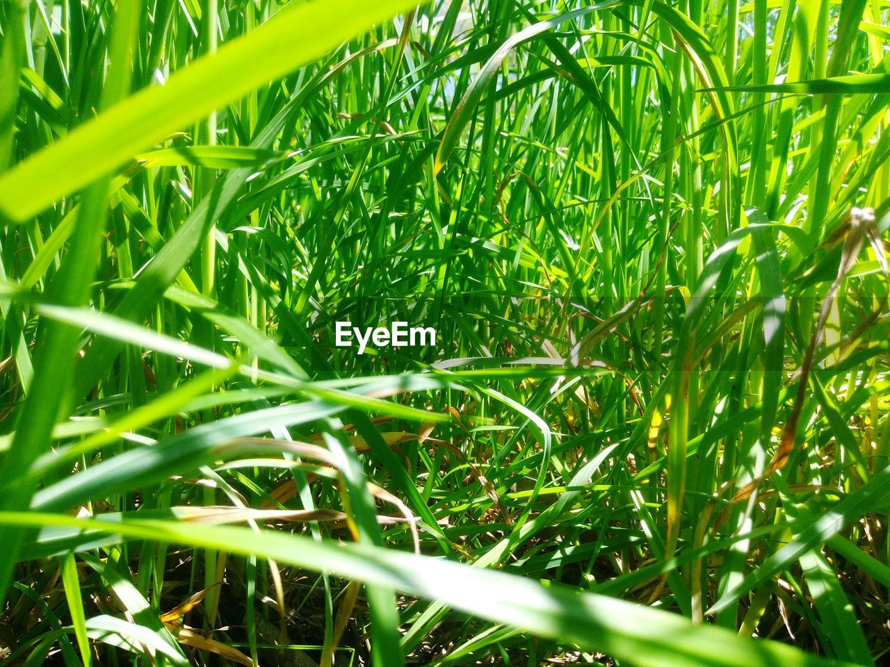 CLOSE-UP OF FRESH GREEN GRASS