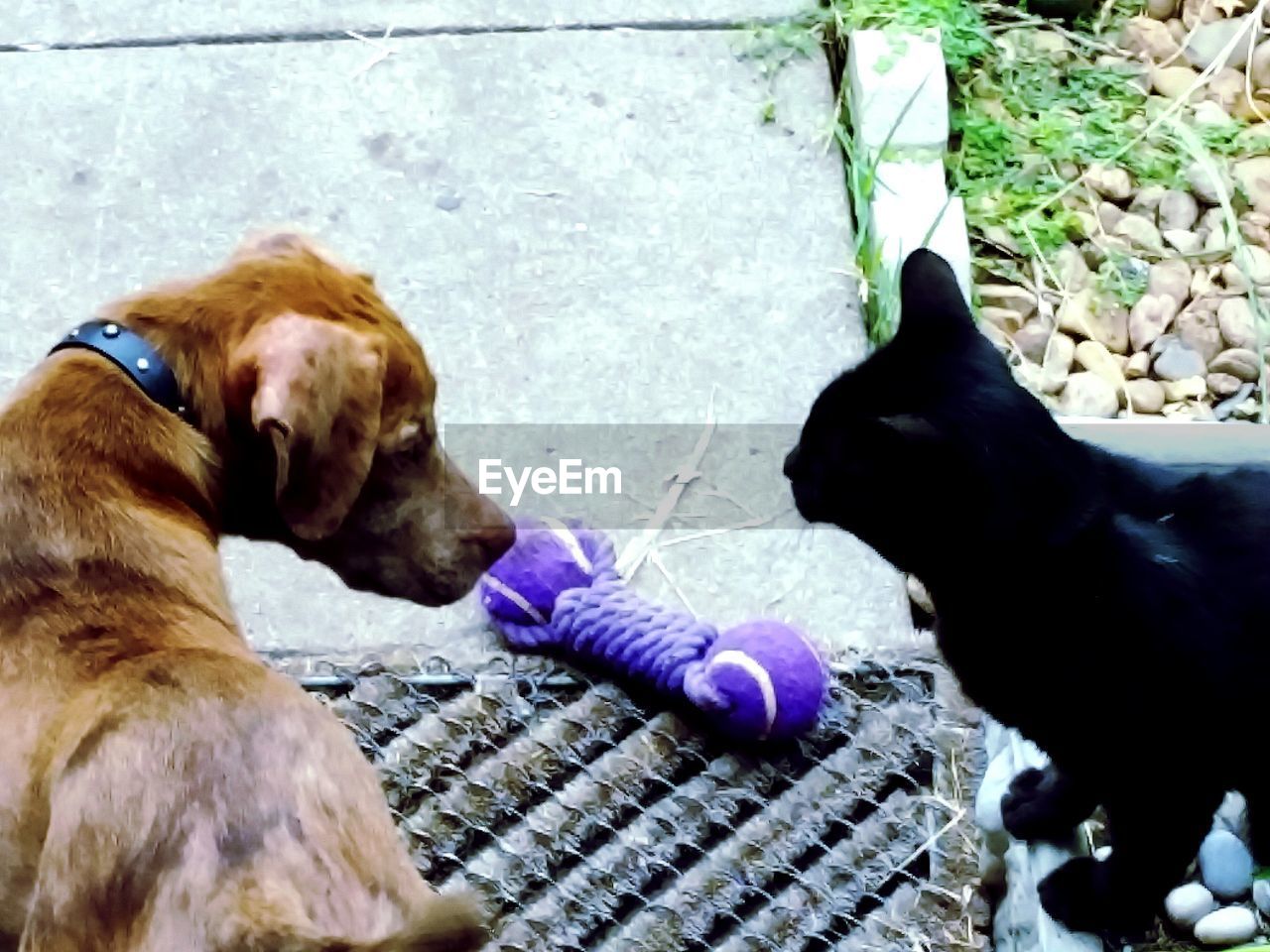 DOG RELAXING ON GROUND