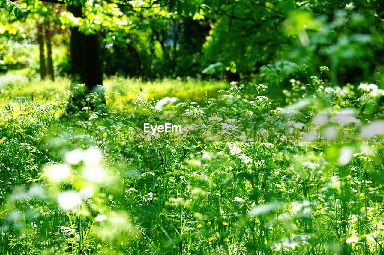 Plants in park