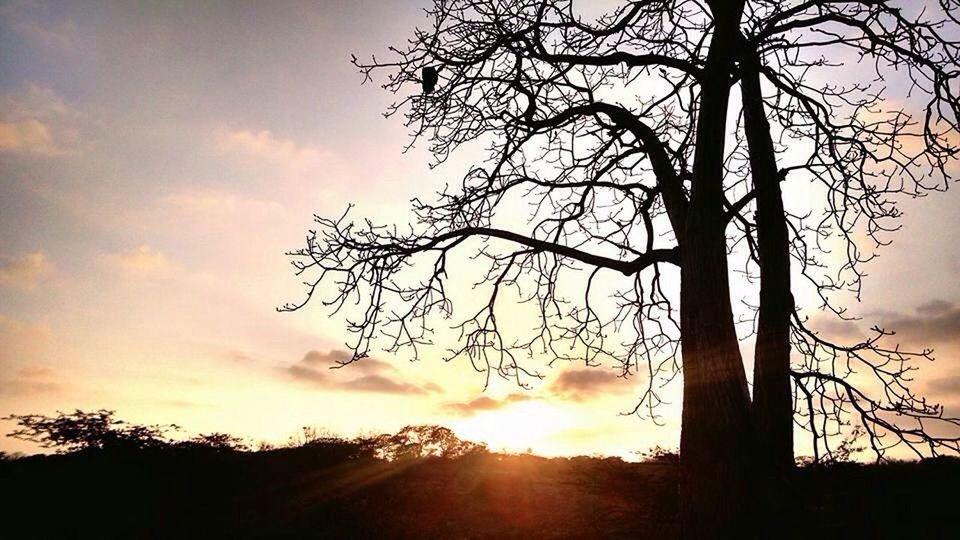 SILHOUETTE OF TREES AT SUNSET