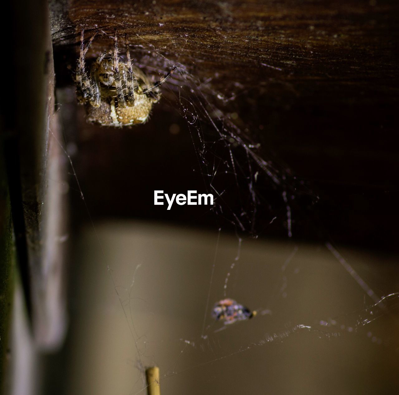 CLOSE-UP OF SPIDER WEB ON WHITE SURFACE