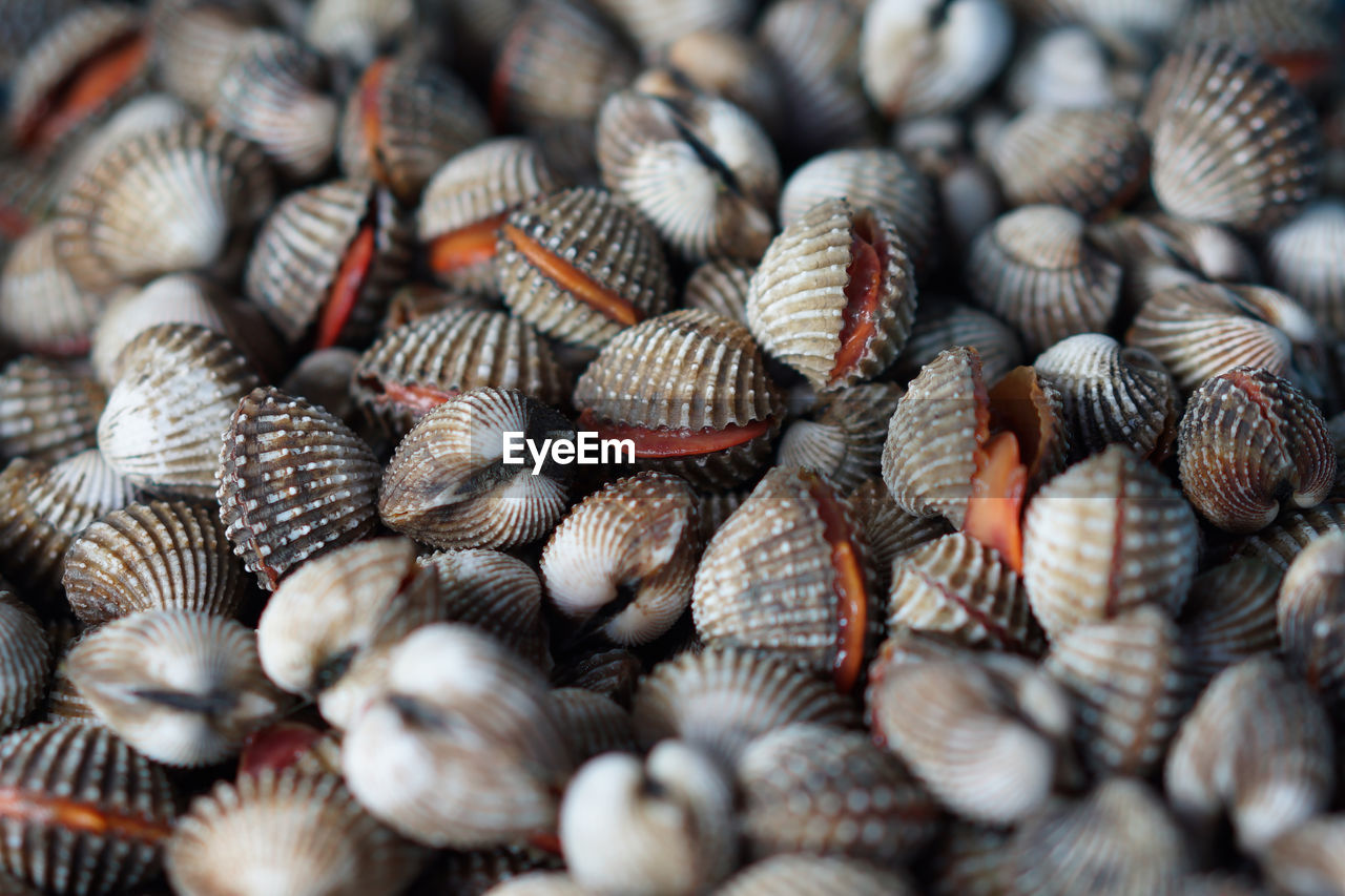 Full frame shot of seashells