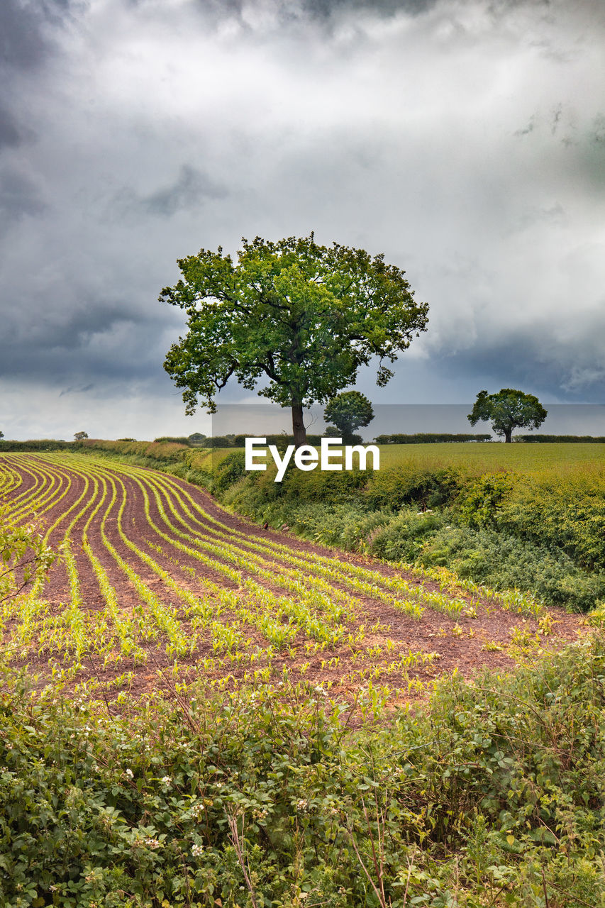 SCENIC VIEW OF FARM AGAINST SKY