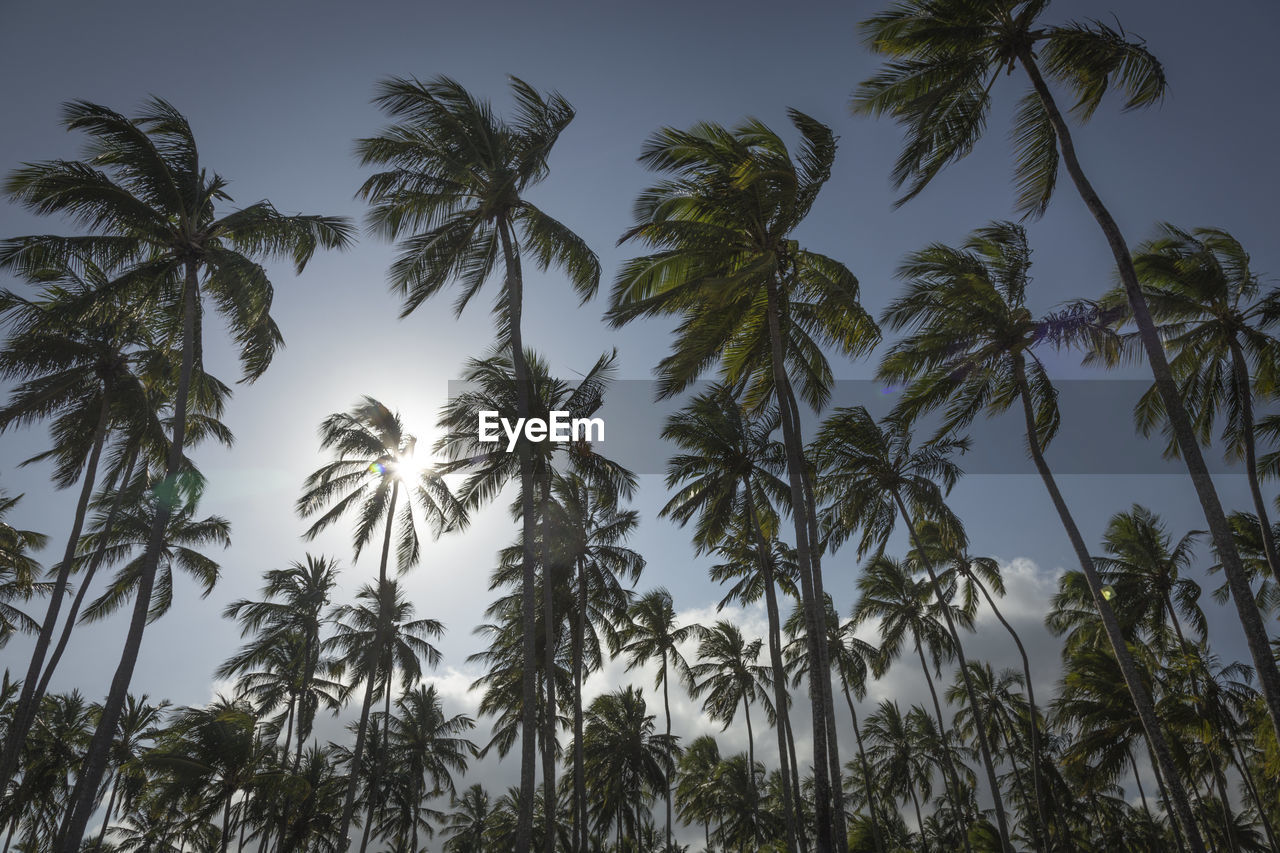 LOW ANGLE VIEW OF TREES AGAINST SKY