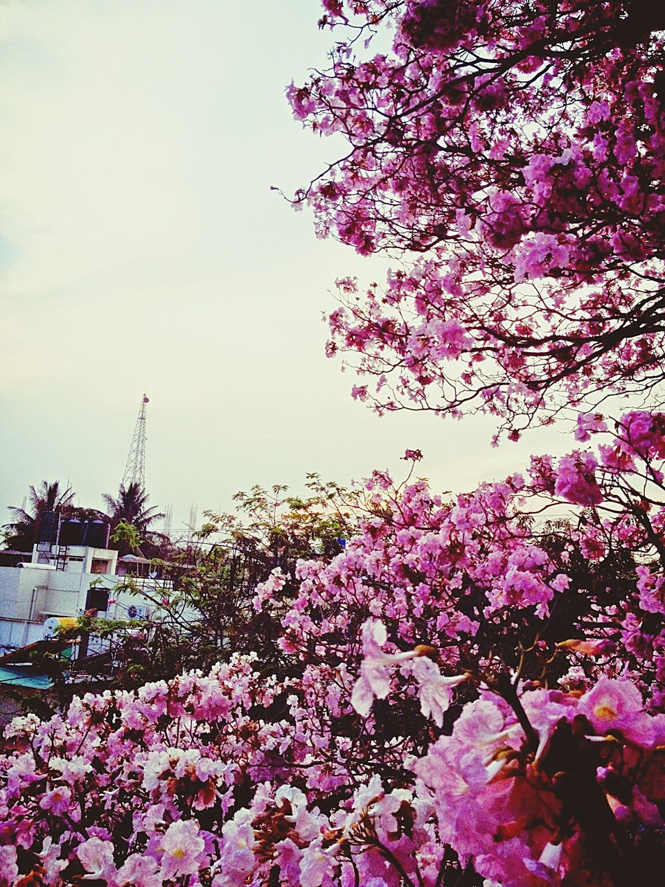 Close-up of pink flowers blooming in park