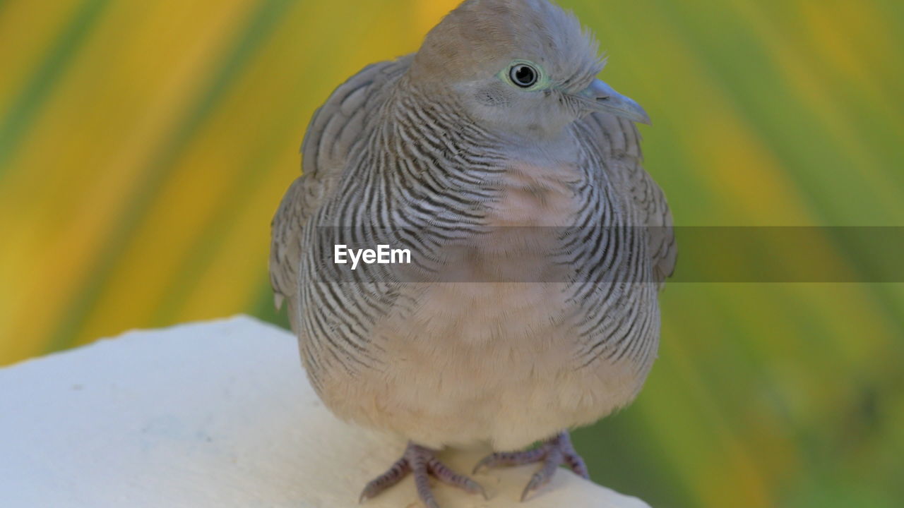 CLOSE-UP OF A BIRD PERCHING