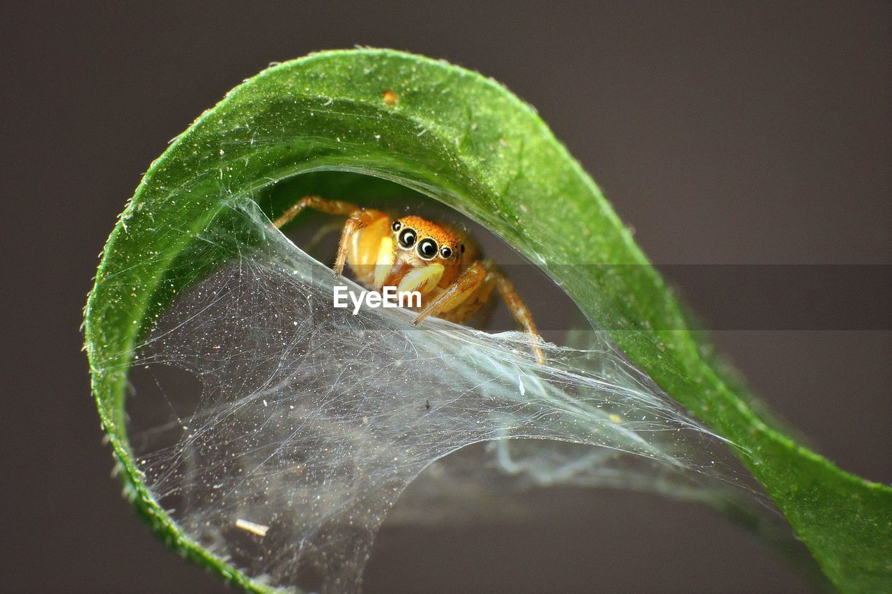 Close-up of spider