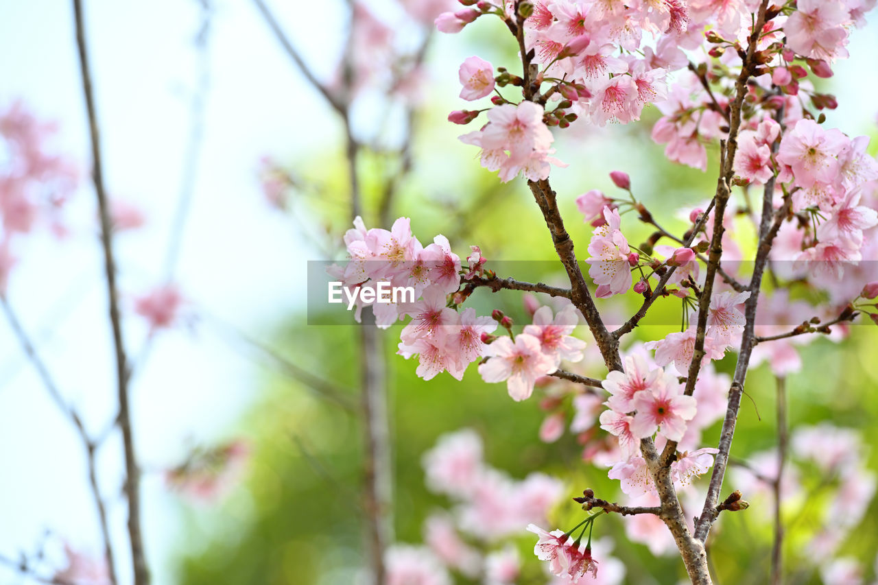 plant, flower, flowering plant, tree, blossom, beauty in nature, fragility, springtime, pink, freshness, growth, branch, nature, cherry blossom, spring, close-up, produce, focus on foreground, cherry tree, outdoors, no people, day, inflorescence, flower head, botany, petal, fruit tree, food, twig, cherry, tranquility, selective focus, sky