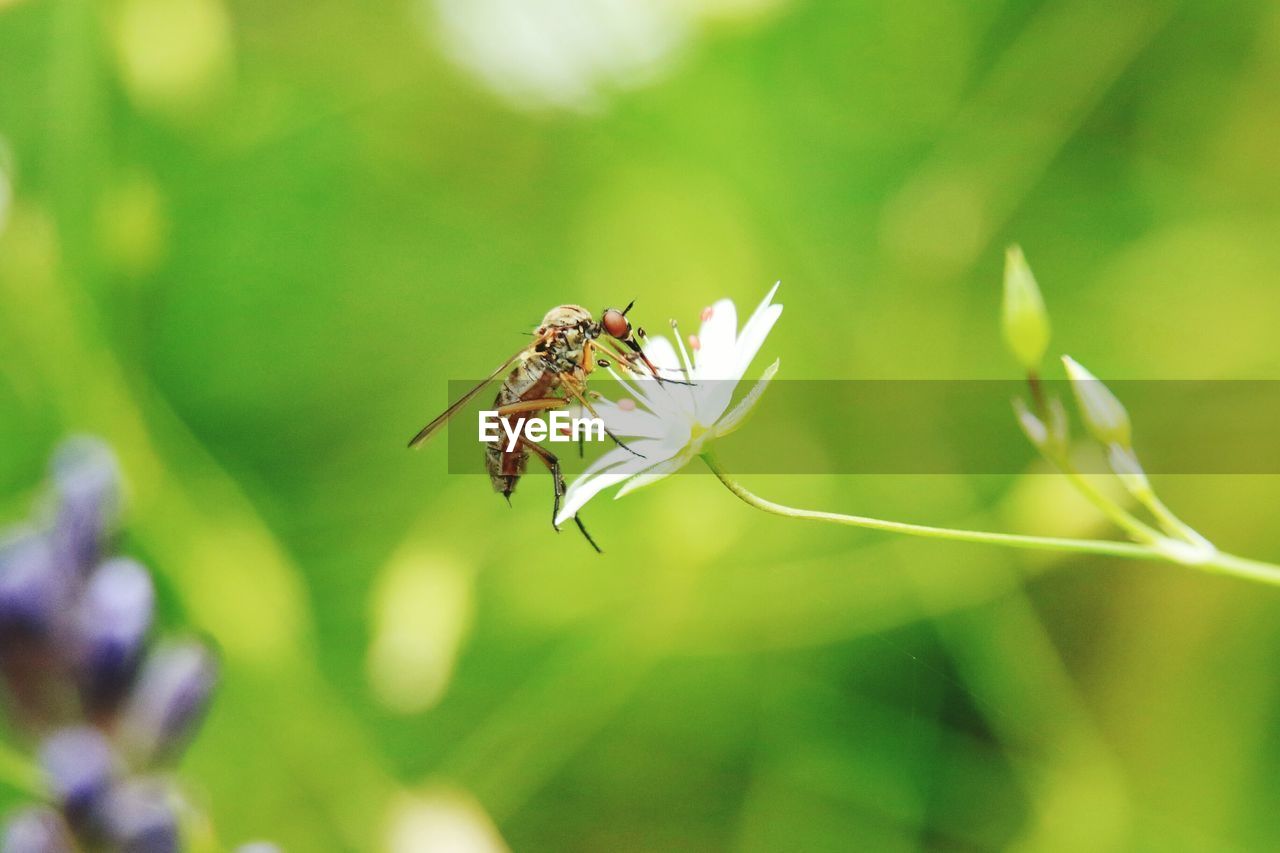 CLOSE-UP OF HONEY BEE ON PLANT