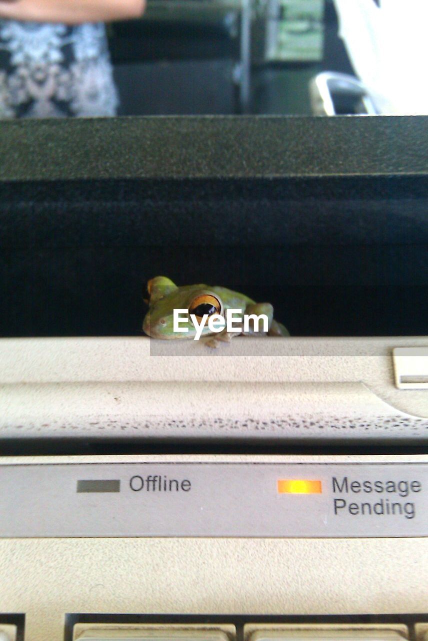 Close-up of frog on cash register