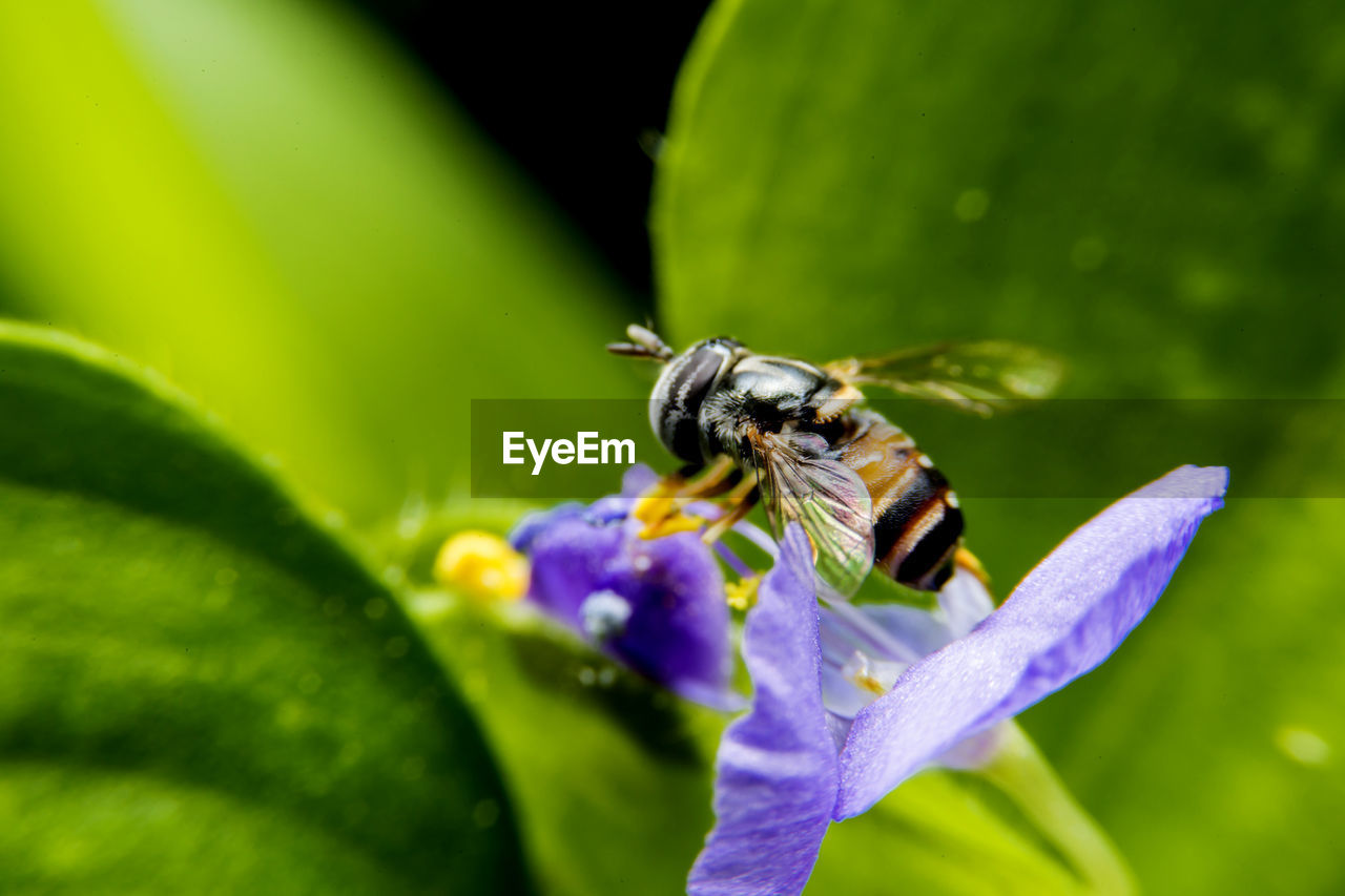 Close-up of bee on purple flower