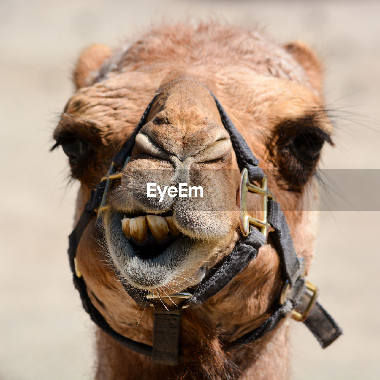 Close-up portrait of camel