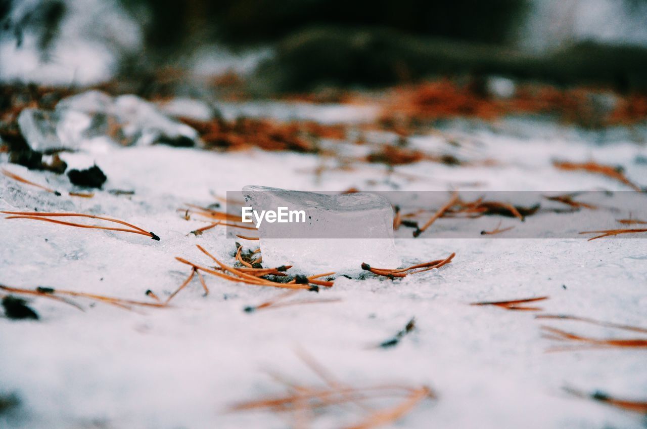 Close-up of ice on snow covered field