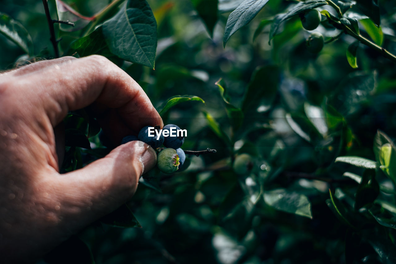 Close up of hand holding fruit in front of plant