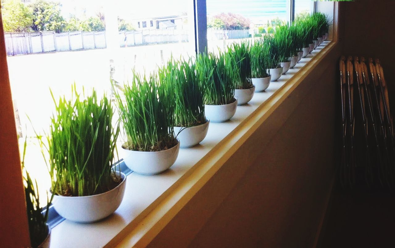 Potted plants arranged in row on window sill