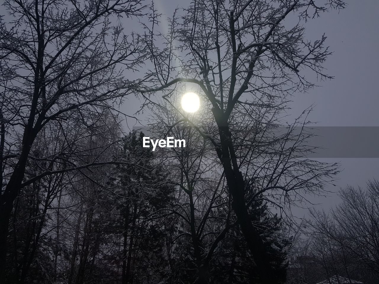 LOW ANGLE VIEW OF BARE TREES AGAINST SKY